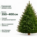 Пихта Нордмана 350-400 см