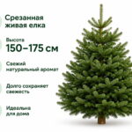 Пихта Нордмана 150-175