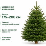 Пихта Нордмана 175-200 см