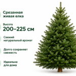 Пихта Нордмана 200-225 см