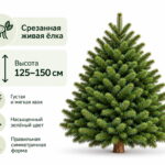Пихта Нордмана 125-150 см
